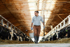 Man walking down row of milking cows