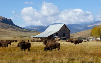 The Fourth Quarter: Why the Most Exciting Chapter of Your Ranch Legacy Begins Near the End