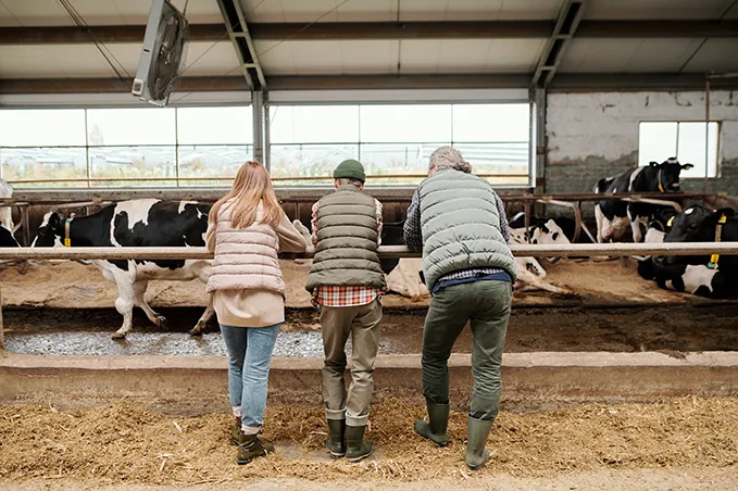 3 dairy farmers farmer and 2 teens with back to camera watching the dairy cows