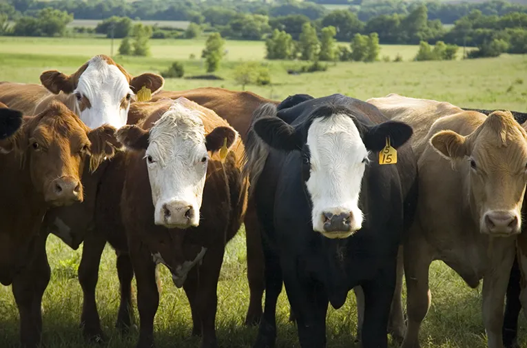 A lineup of cattle in the field Curious cows lining up to see the cameraman