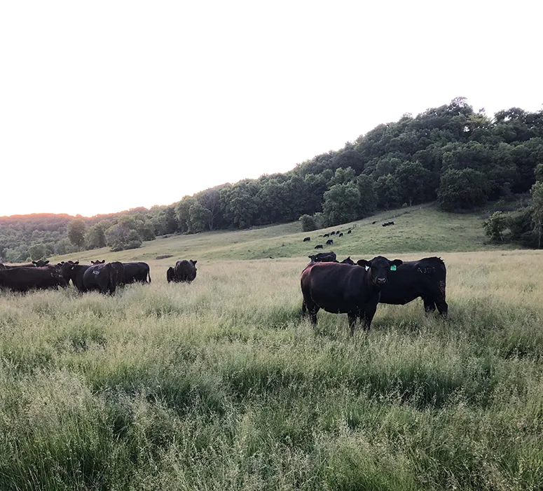 cattle in Iowa Cattle grazing in a field in NE Iowa