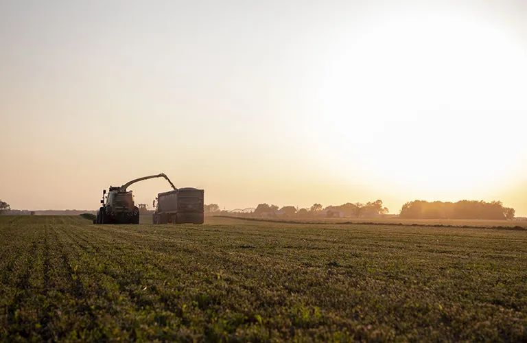 Chopping hay as the sun sets