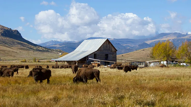 Bison Ranch Bison grazing on a ranch